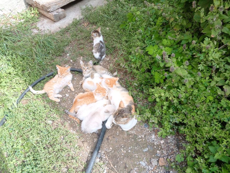 Котята в добрые руки