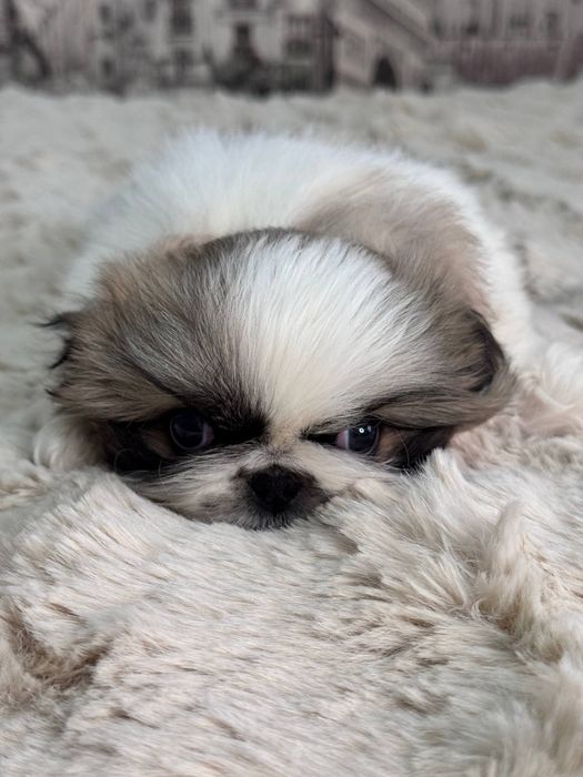 Щенок породы пекинес