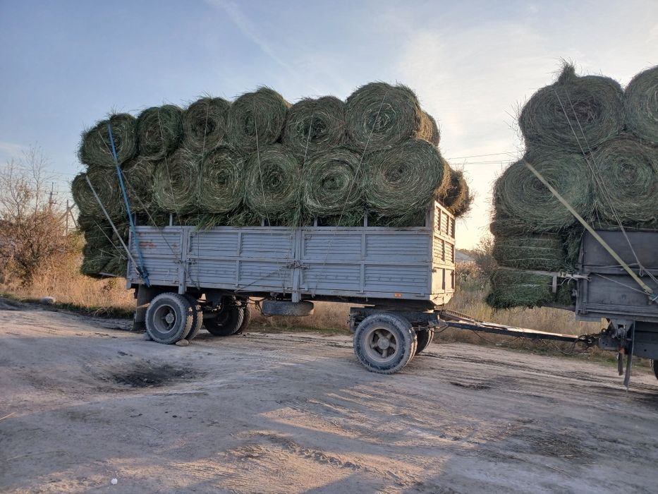 Сено люцерна жоношка урлон сатамын урлон жоношка оптом сатамын урлон ж