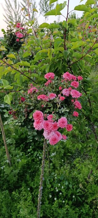 Продам штамповая розы