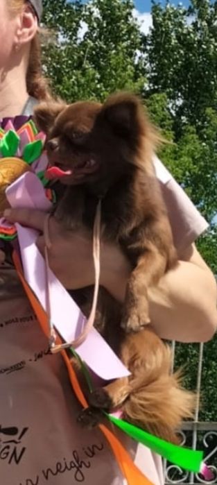 Вязка. Кобеля Чихуахуа