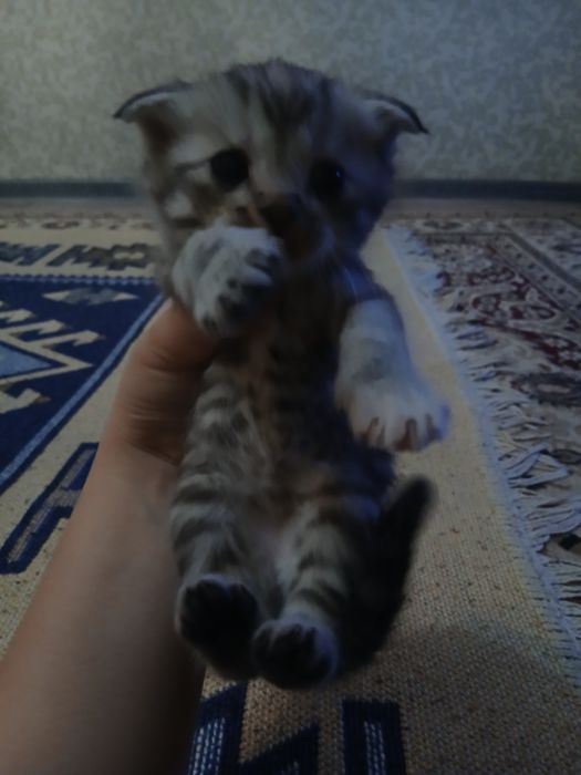 Шотландские котята