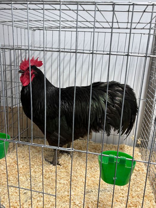Cocoși Australorp