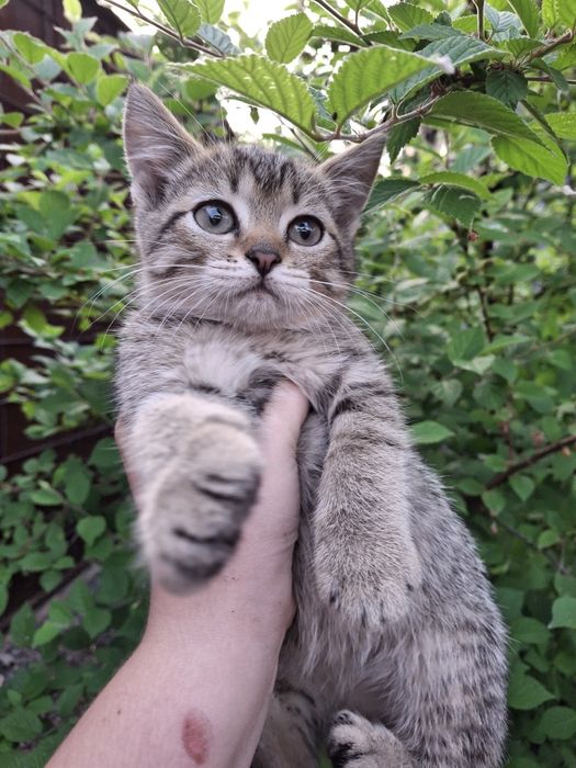 Продам породистых котят