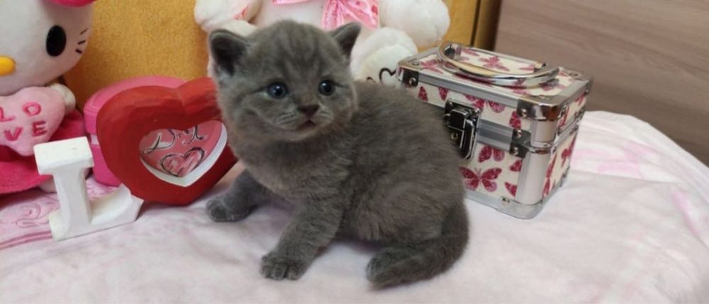 Самые нежные британчики