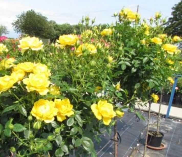 Trandafiri parfumati,pomisor,urcatori-50+25 gratis