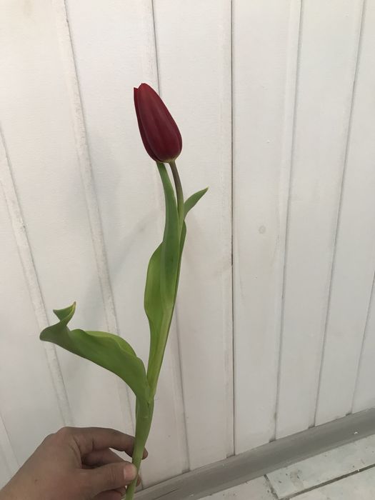 Луковицы тюльпана