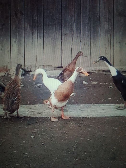 Ouă de rață alergătoare