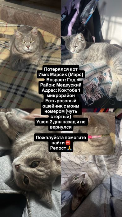 Пропал кот. Медеуский район