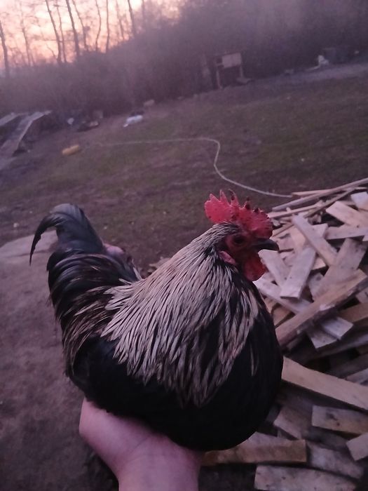 De vanzare cocosi pitic