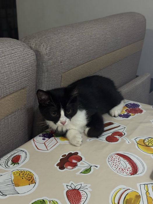 Отдам котенка в хорошие руки