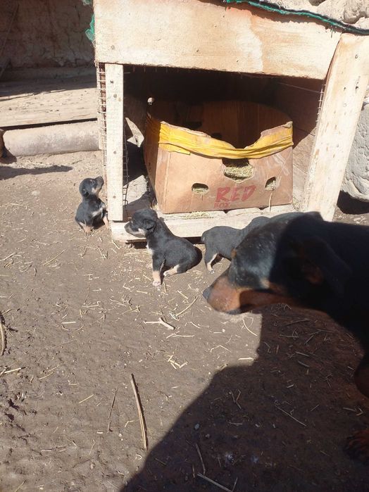 Щенки Яхтерера, 1-месяц