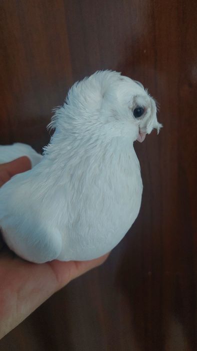 Голуби белый двухчубый самец кептер