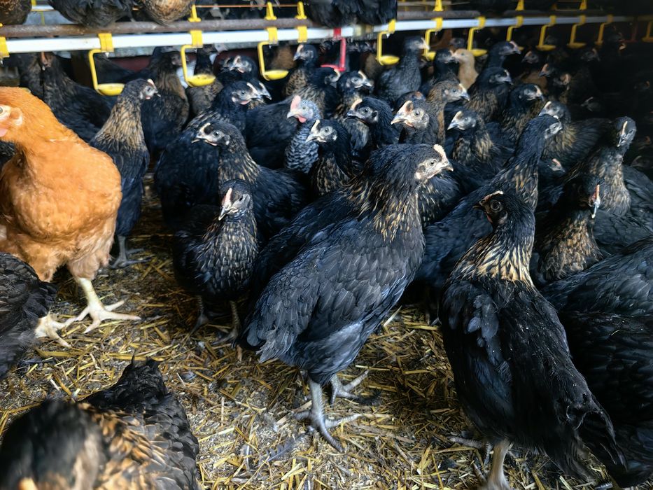 Ярки Супер Харко на 3 месеца Ивански