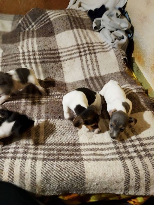 Джак ръсел териер