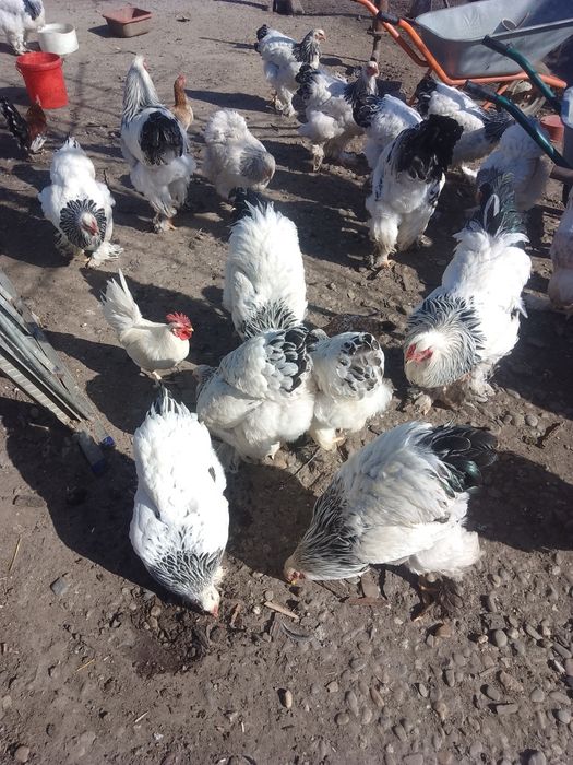 Ouă de găini brahma herminat deschis