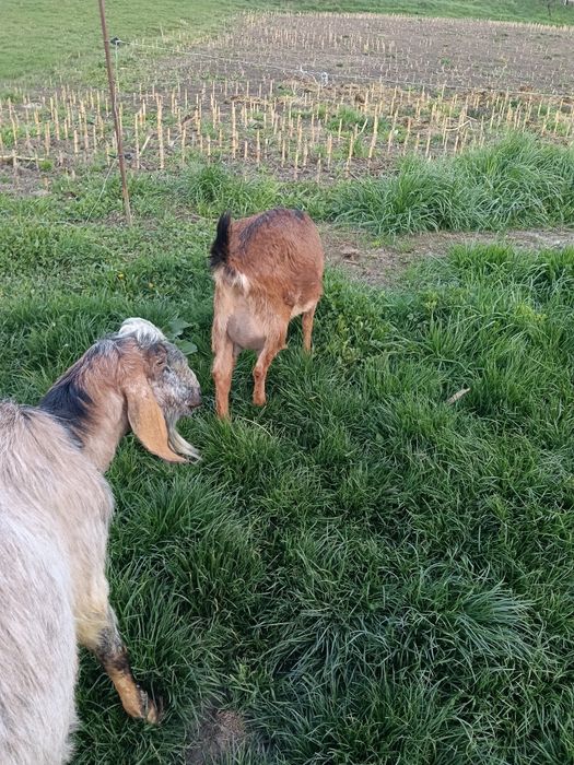 AnglonubianȚap și două capre