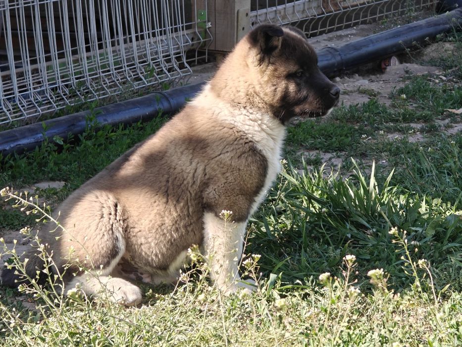Cățel Akita american