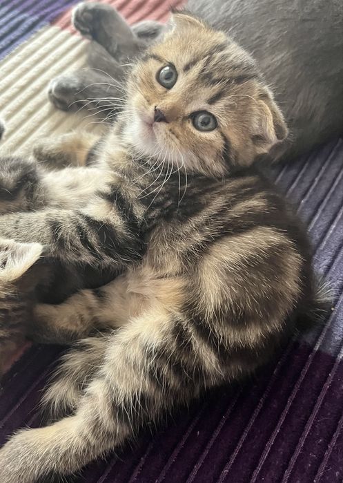 Скоттиш Фолд котёнок