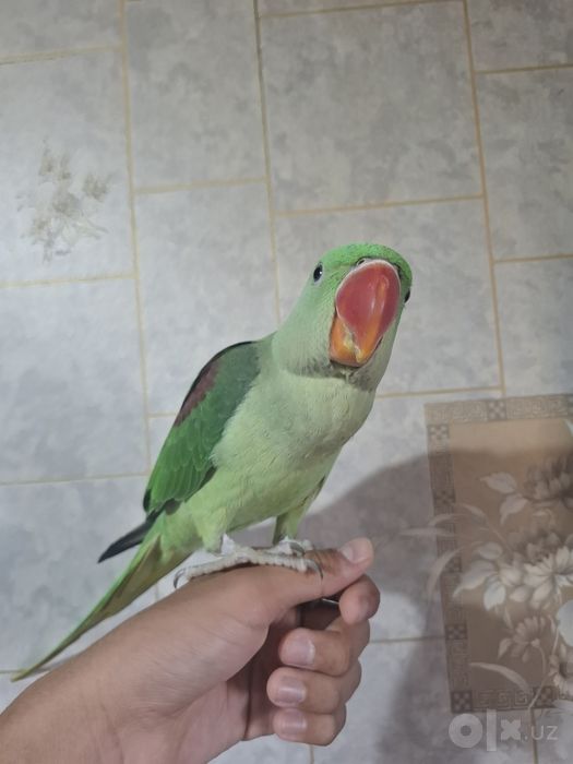 Александрийский попугай
