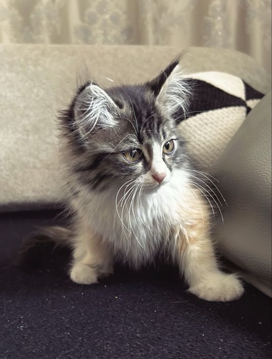 Котёнок норвежская лестная