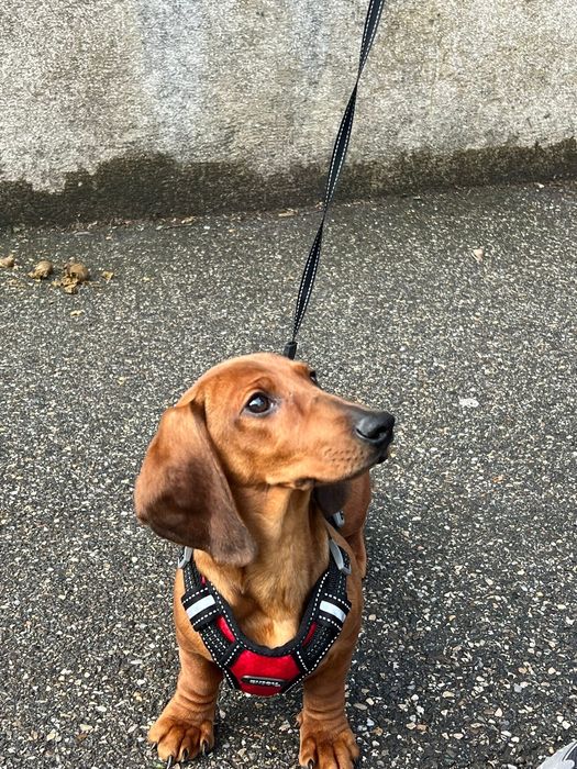 Teckel Dachshund Mascul cu Pedigree FCI