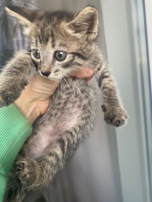 Котёнок в ответственные руки