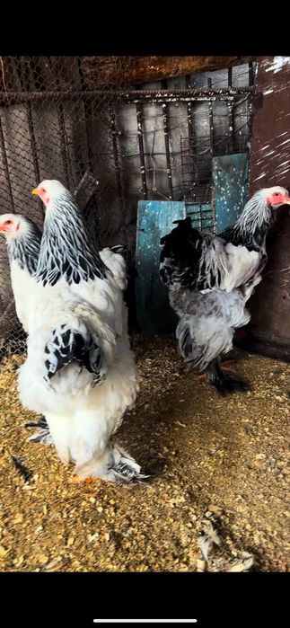 Продам светлая палевой брамы