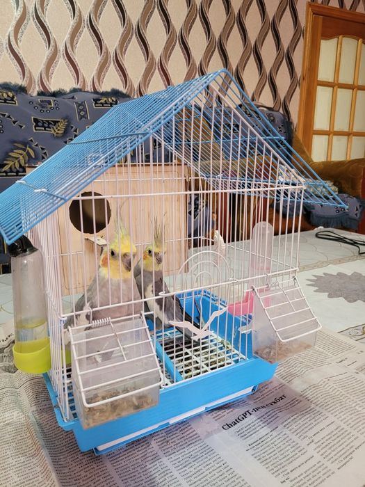 Корелла пара с клеткой и с кормом