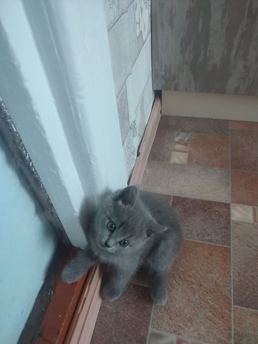 Отдадим красивых котиков