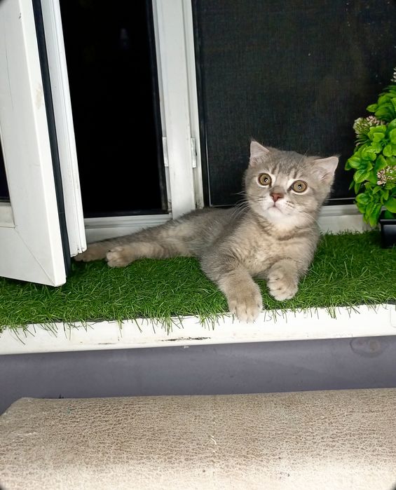 Продается котёнок Скотишь фолд мальчик