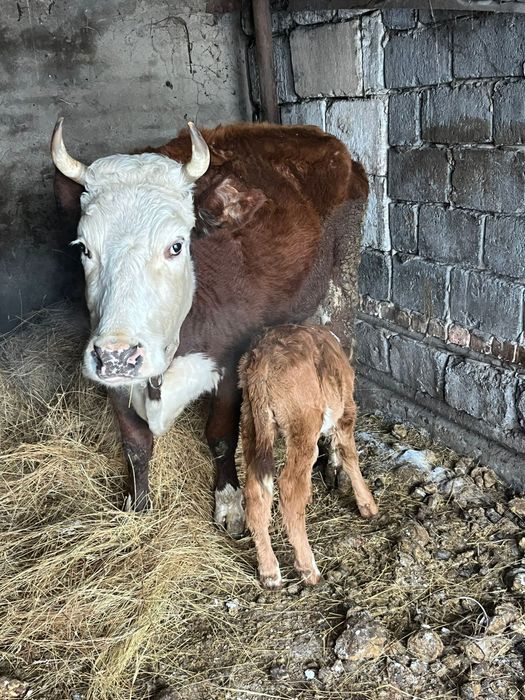Продам корову с теленком