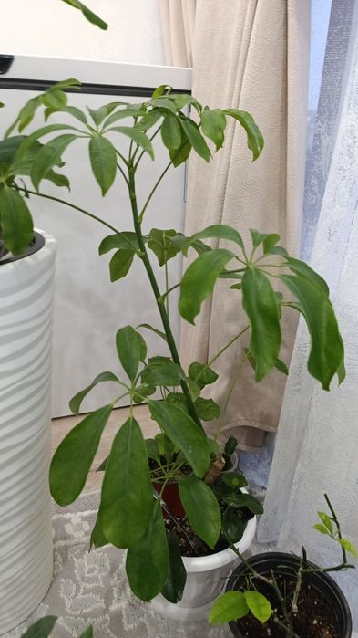 Цветы комнатные разных видов