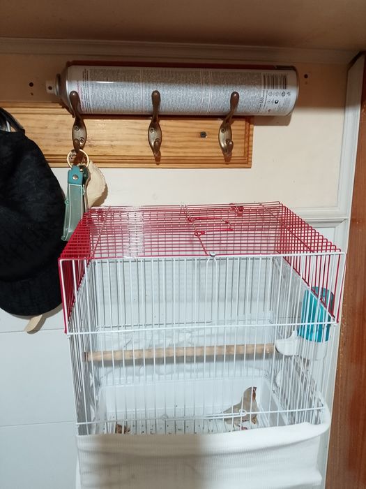 Канарейка прадается - канарейка сотилади