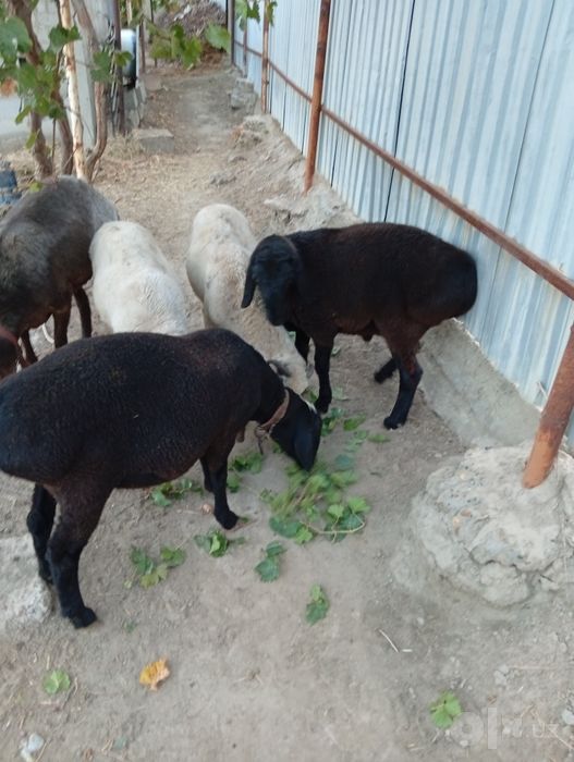 Bugʻoz quylar qoʻchqor barlar sotildi