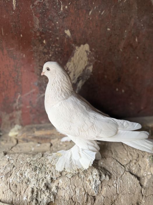 Белый тасман галубка