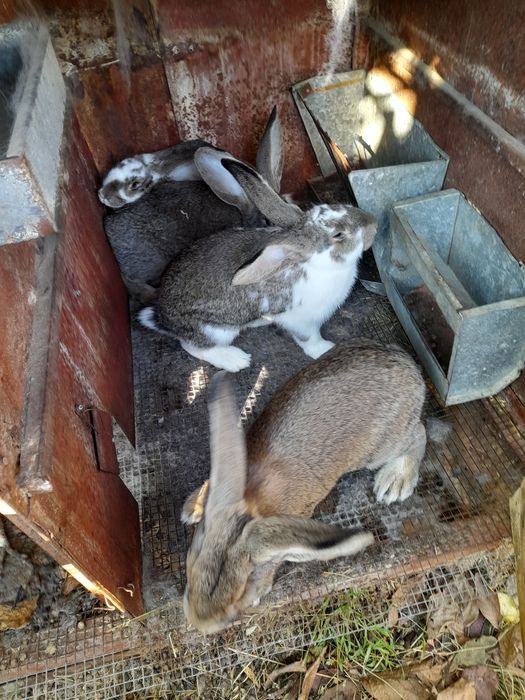 Продавам зайци..