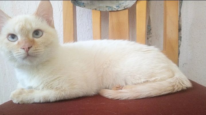 Mushuk sotiladi srochna