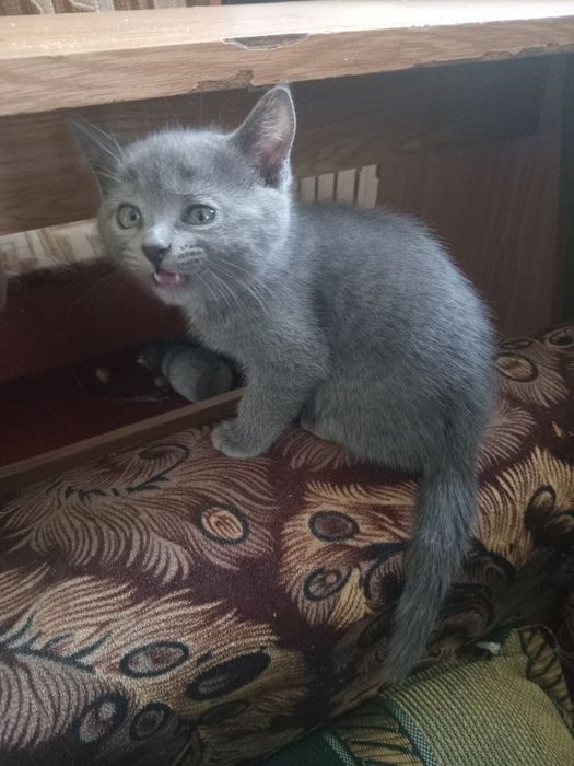 Котёнок британка девочка