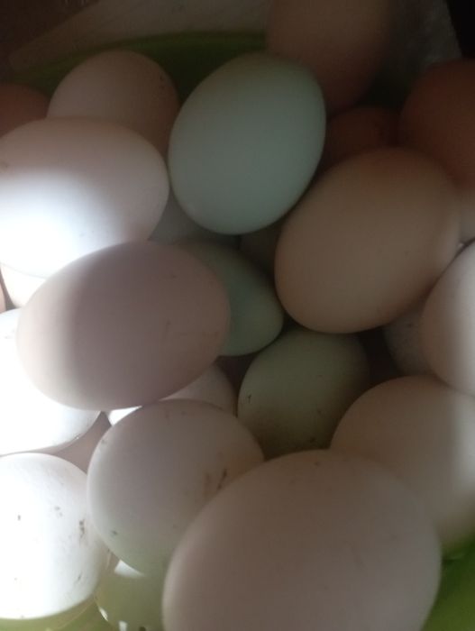 Продам едовое куриное яйцо