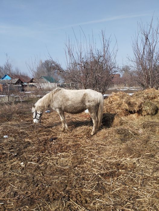 Кобыла жеребая буаз бие