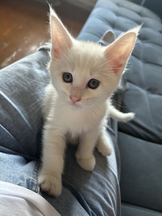 Котенок Мейн-Кун