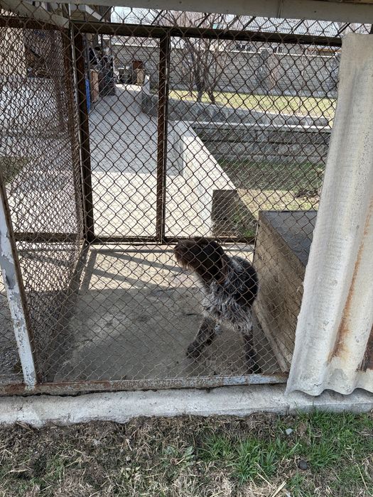 Дратхар  сука продам г алматы