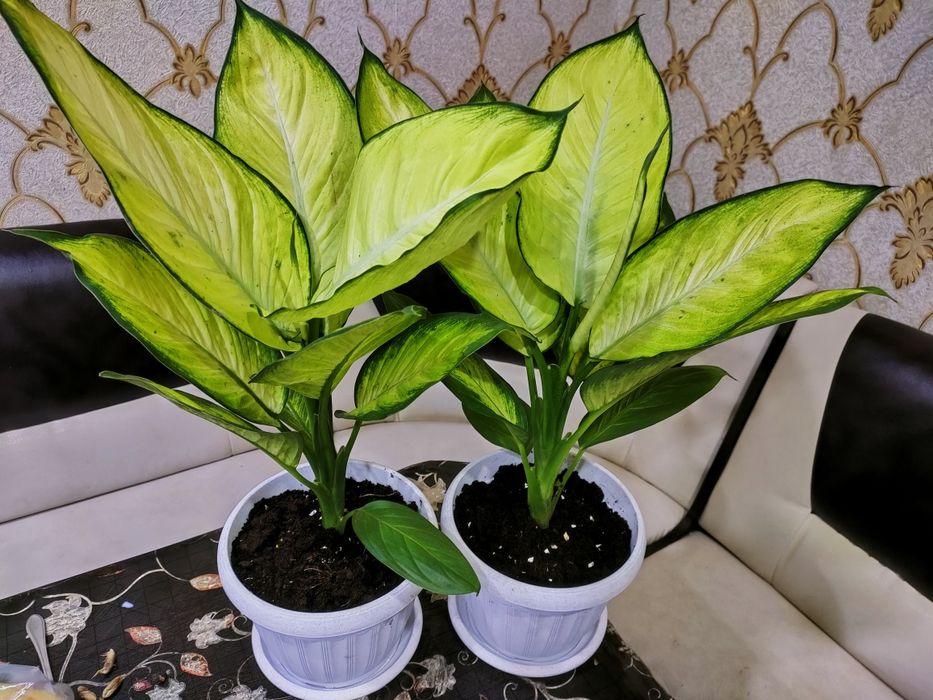 Комнатные цветы доставка