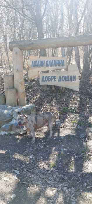 Американско Були ХЛ