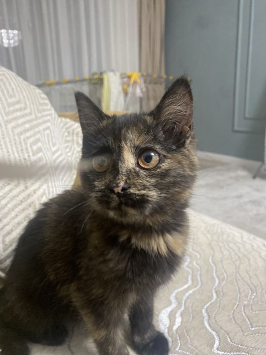 отдам котенка в хорошие руки