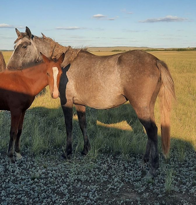 Продам Лошадей,кобылы