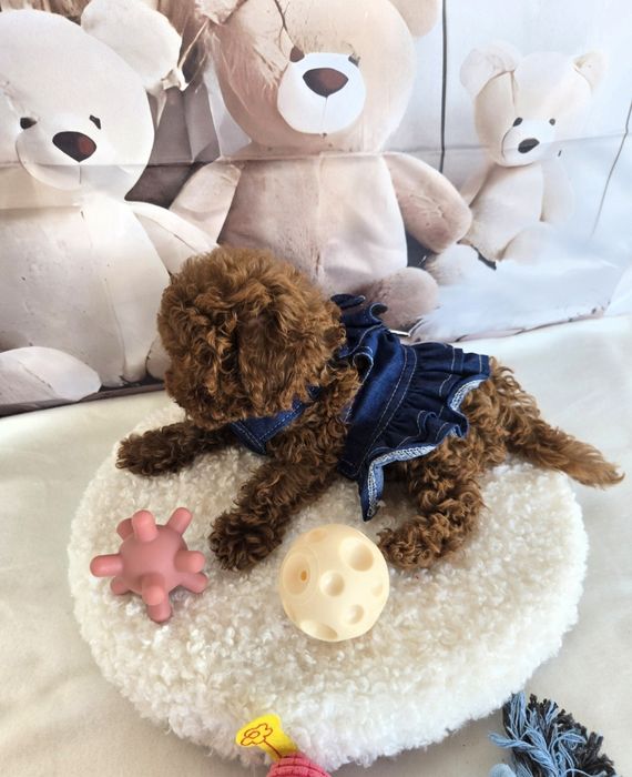 Пудел той/ пудел тийкъп с родословие