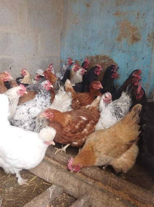 Продам куры домашние