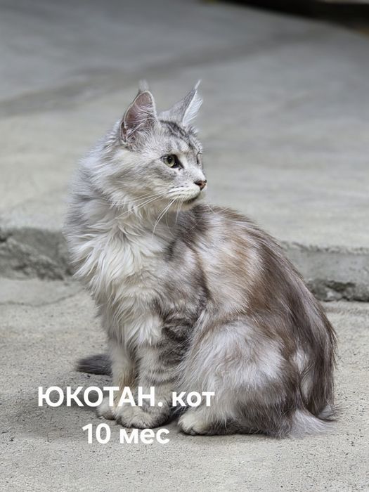 Подаётся кот пророды Мейн-кун.  Возраст 10 мес